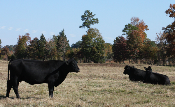 Certified Brangus Cattle